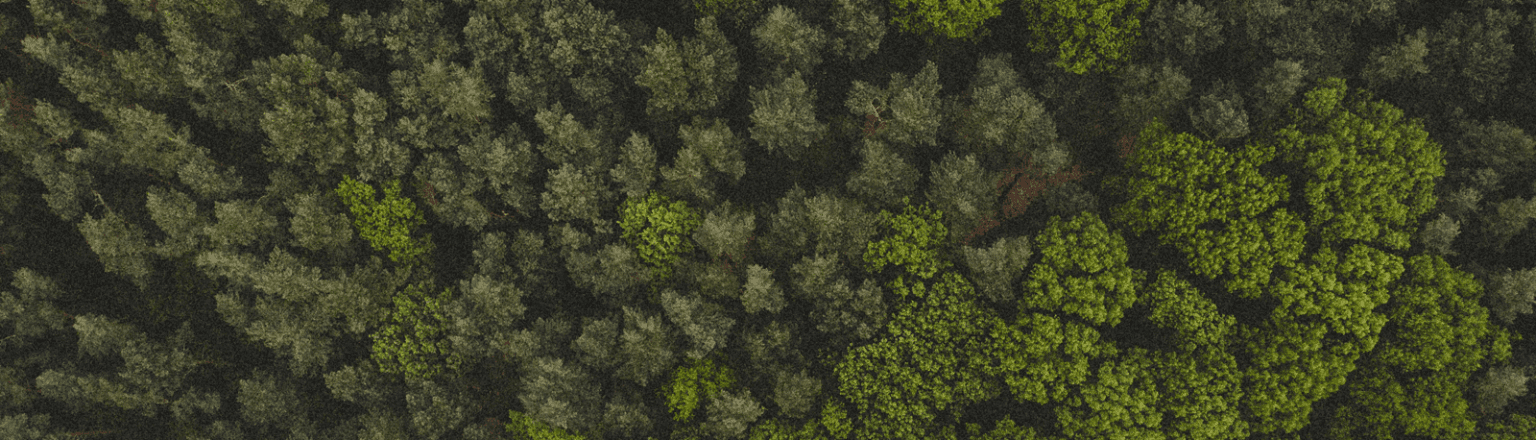 Photo of a forest